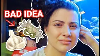 Top 5 Worst Reef Tank Advice