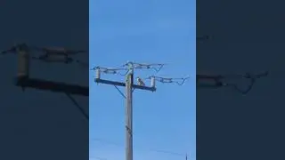 On the job strike - master electrician bird stage a stand-in protest for more bird seed pay. #shorts