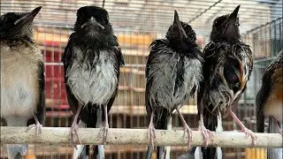 UPDATE STOK KIOS ABADI BIRD PALMERAH TERBARU !!! 04 FEBRUARI 2026