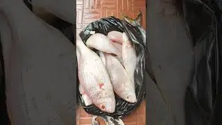 Sunday fish market #বাংলাআমারসর্ষেইলিশ in#bangalore