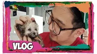Anjingnya LDP imut bangettt