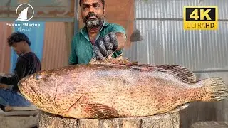 Amazing Cutting Skills | Fish Cutting Skills| #KasimeduSelvam #kasimedu #FISHCUTTING #SKILL