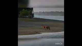 SUNDARBN DELTA WEST BENGAL