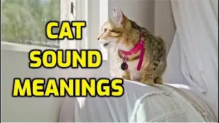 Why Do Cats Chatter And Chirp?