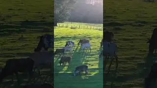 Livestock Sounds 🐮(Cows and Farm Animals Grazing Peacefully in the Countryside)