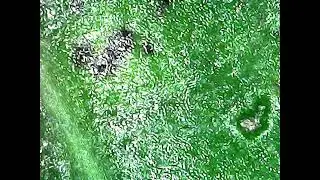 Magnification of betel leaf