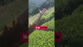 This mountain changed my entire worldview 🏔️ Jiro-san from Houkouen doesn't just grow tea - he's a