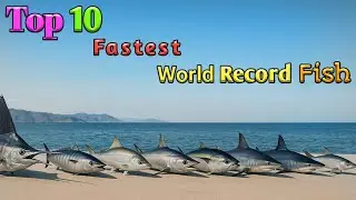 Top 10 fastest fish in the world | fish speed comparison fastest fish in the ocean