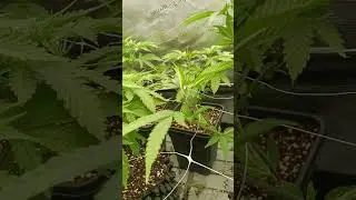 🔥CULTIVO SIN ERRORES - D&Iacute;A 3 FLORACI&Oacute;N🌿C&Oacute;MO USAR MALLA SCROG SIN ERRORES  #shorts #cannabismedicinal