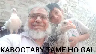 LUCKY KABOOTARY TAME HO GAI | @SUCHA SAUDA VLOG | BY AMANULLAH KHAN ASAM