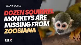 A dozen squirrel monkeys are missing from Zoosiana