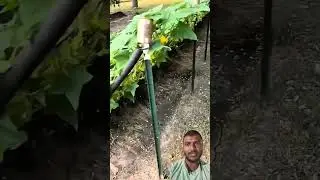 Grapes Farming ka Smart Tarika | Bumper Production Secret 😲🔥#shorts#GrapesFarming#Agriculture