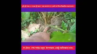 চুই  ঝাল গাছ দুই প্রকার নাকি এক প্রকার বিস্তারিত শুনলে বুঝতে পারবেন আপনারা।#চুইঝালগাছ  #চুইঝাল
