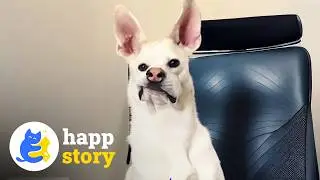 This Rescue Dog Beat Distemper - Now She Loves Talking Back To Me | HAPP