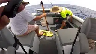Mahi Mahi at Breaksea Spit