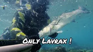 Only Lavrax ! 🔱🐟