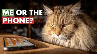 The Invisible Rival: Why Your Cat Competes With Your Screen