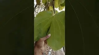 అడ్డాకుల పాదు |  విస్తరాకులు ,అడ్డపిక్కలు | చూడండీ ఎలాఉన్నాయో @VijaykumarAllupeddinti