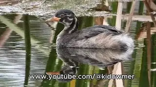Juvenile LITTLE GREBES approx 7 wks old - 19th Dec