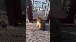 Gibraltar🇬🇮- Monkeys🐒 #holiday #spain #uk #vacation #beach #shorts