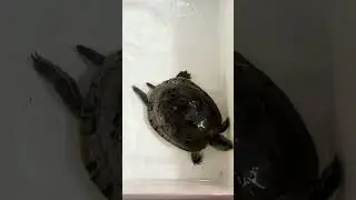 Schildkröte/ turtle/ la tortuga/ kilpikonna/ Sköldpadda/ la tartaruga/ Черепаха/ une tortue