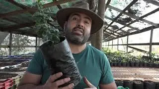 NARANJILLO &Aacute;RBOL NATIVO SIEMPREVERDE