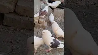#fancy pigeon forge #kabutar lover and# birds lover trending viral YouTube# #channel trending Verl #