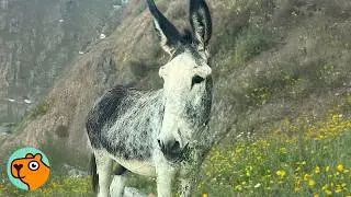 Donkey Saved From The Road Stuns Everyone By Becoming A Singer! | 3 Best Stories