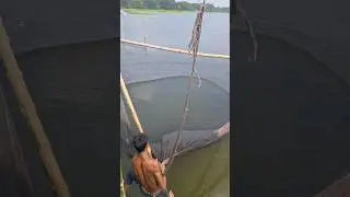 OMG Amazing Huge Deshi Fish caught by traditional bamboo net trap #fishing #net_fishing #fish