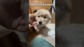 dog puppies#videos#shortvideo #youtubeshorts #youtube