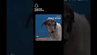 animals lover