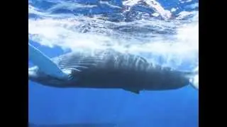 Snorkeling with the Humpback Whales of the Silver Bank