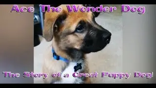 Ace the Wonder Dog, From Puppy to Now!