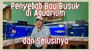 Penyebab Air Aquarium Berbau Busuk dan Solusinya