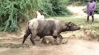 Bull fight video 2024 | Bull fighting in forest | dangerous Bull fight | Bull fighting