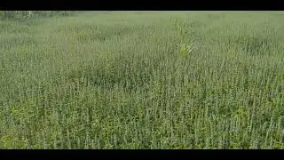 Beautiful nature with beautiful sound #rural #view