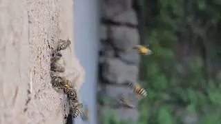 Honey bee loaded with pollens peak working hours #honeybee 