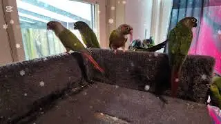 🦜✨ “Krabpaal Overleg – Zes Pyhurras Vrij Uit de Kooi | Nova’s Mystieke Wereld