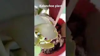 kalanchoe plant #propagation#planing#plants #houseplant #bloom#succulents#calandiva#gardening