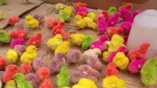 Poussins de couleur du Maroc...17 Juin 2013....