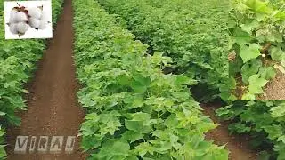 White gold #kapas raw cotton #agriculture #kisan  Agriculture is a future, #agriculture Best