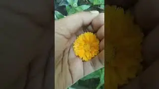 Ye dhoop yah Chhaya 🌻🌻#youtube #shorts #flowers #naturelovers