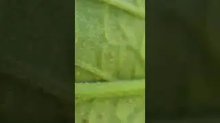 Spider mite close up