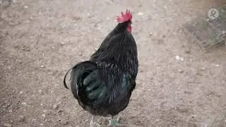 El auge de la gallina azul extremeña | La besana en verde