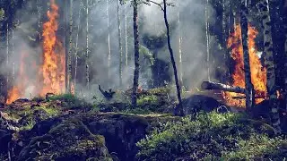 Forest Fire Disaster Effects/Causes, Areas affected and fire disaster management/WildFire/Rj Masud