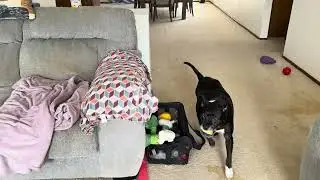 Luna and Leo playing with there new toys 