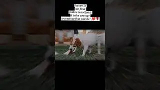 dog eating a bone #dog #eating #bone#trending