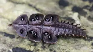 trilobite beetle walking 2