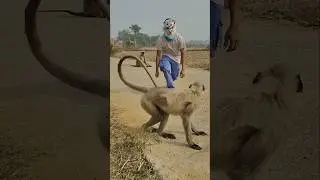 Langur Standing on Road as I Approach Wearing an Animal Mask 🐒🛣️
