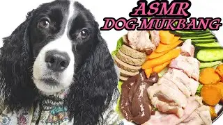 CUTE DOG WINKY'S HEALTHY MEAL.ASMR DOG EATING SHOW,CHEWING CRUNCHY FOOD MUKBANG.DOG RAW FEEDING TIME